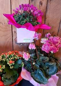 Products: Seasonal flowering plant