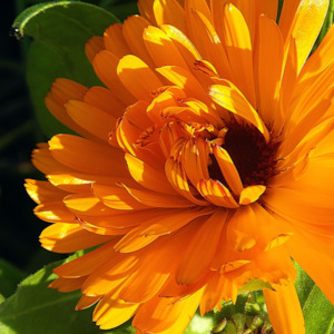 Calendula Infused Oil