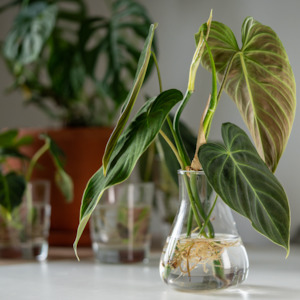 Workshops: Plant Propagation Workshop
