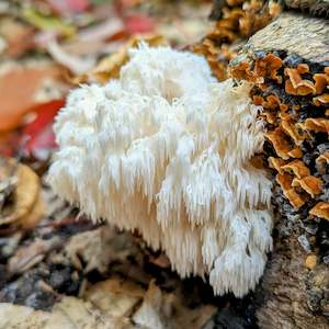 Medicinal Mushrooms - An immersive full day workshop with Robert Rogers