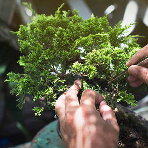 Workshops: Bonsai Workshop