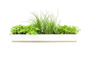 Fathers Day: Urban Greens - Windowsill Grow Kit - Micro Herbs