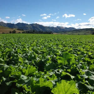 Goliath Rape Wesco Seeds