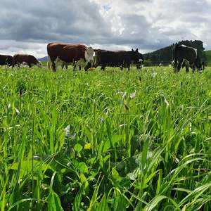 Products: Elite Station Mix Wesco Seeds