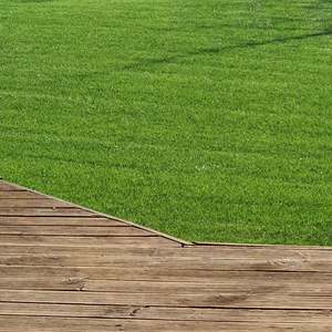 Houston Turf Ryegrass Wesco Seeds