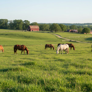 Horse Master Plus Wesco Seeds