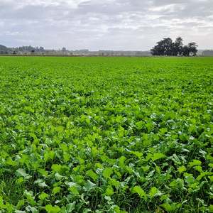 Products: Kingsford Rape/ Italian Ryegrass Mix Wesco Seeds