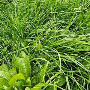 Agrisea Mix Wesco Seeds