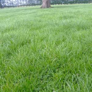Wesco Rye Clover Mix Wesco Seeds