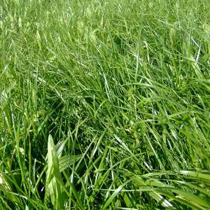 Products: Saxon PPR Dairy Mix Wesco Seeds