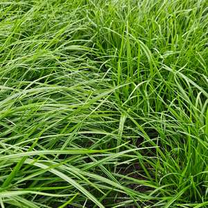 Products: One 50 Fighter Pak Wesco Seeds