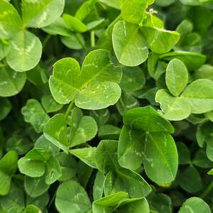 Products: Tri-Max White Clover Blend Wesco Seeds