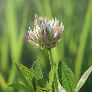 Products: Arrowleaf Clover Wesco Seeds