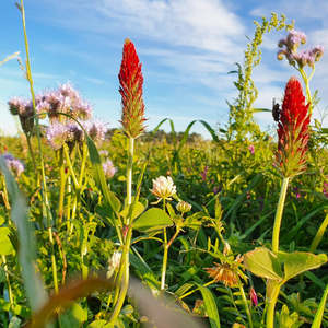Products: Crimson Clover Wesco Seeds