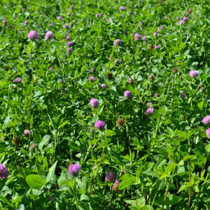 Products: Strawberry Clover Wesco Seeds