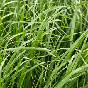 Products: Active Hybrid Wesco Seeds