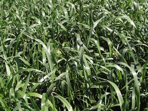 Fascinate Italian, Ryegrasses Wesco Seeds