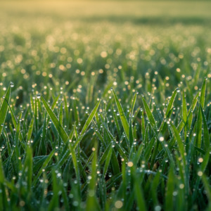 Products: Fury Wesco Seeds