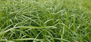 Moata Italian, Ryegrasses Wesco Seeds