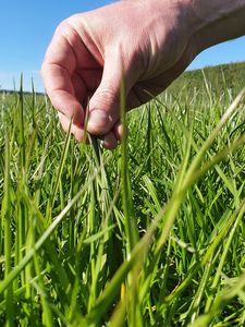 Products: Rocket Grass Italian, Ryegrasses Wesco Seeds