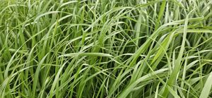 Products: Tama Italian, Ryegrasses Wesco Seeds
