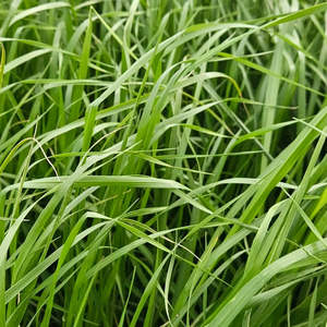 Products: Tama Wesco Seeds