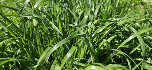Products: Foxtrot Perennial, Ryegrasses Wesco Seeds