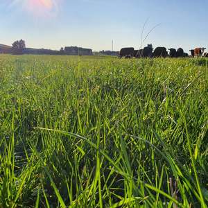Products: Nui Wesco Seeds