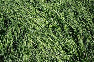 Hillary Fescue Other grasses Wesco Seeds