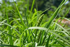 Japanese Millet Other grasses Wesco Seeds