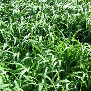 Products: Japanese Millet Wesco Seeds