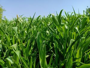 Products: Sorghum Other grasses Wesco Seeds