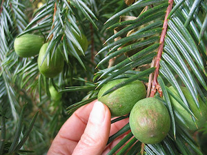 Plants: Asian persimmon – Diospyros kaki