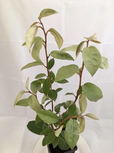 Plants: Ebbing’s Silverberry – Elaeagnus x ebbingei –