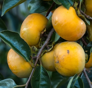 Seeds: American persimmon (Lehman’s Improved) – Diospyros virginiana