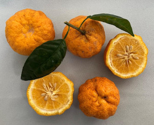 Barkley ichandarin – Citrus junos