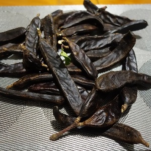 Seeds: Carob (NZ source) – Ceratonia siliqua