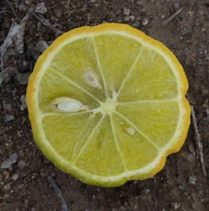Seeds: Citremon – Citrus trifoliata x limon