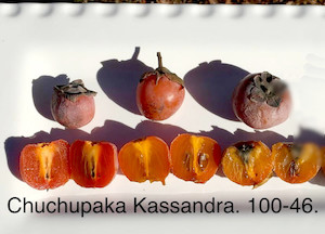 Seeds: Hybrid persimmon – Diospyros kaki x virginiana