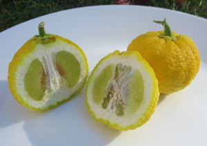 Seeds: Ichang papeda – Citrus aurantium subsp ichangensis