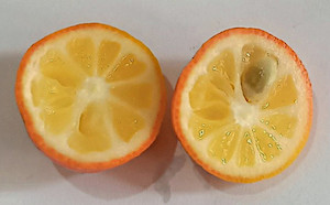 Seeds: Indian wild orange – Citrus medica x (Citrus hystrix x Citrus reticulata)