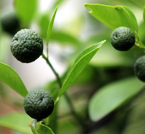 Seeds: Jeruk limau – Citrus hystrix × Citrus reticulata