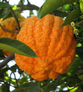 Seeds: Karna Khatta hybrid – Citrus aurantium