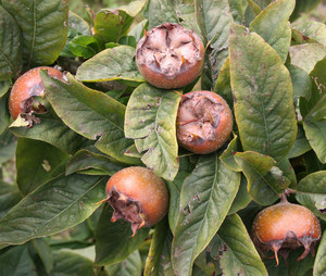 Seeds: Medlar – Mespilus germanica