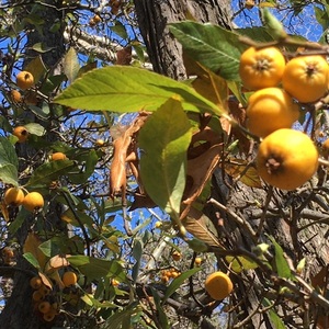 Seeds: Mexican hawthorn (NZ source) – Crataegus mexicana