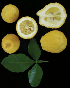 Seeds: Swingle citrumelo – Citrus paradisi x trifoliata