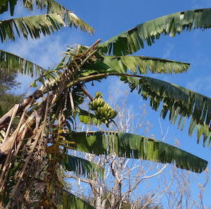 Yunnan banana (NZ source) – Musa yunnanensis