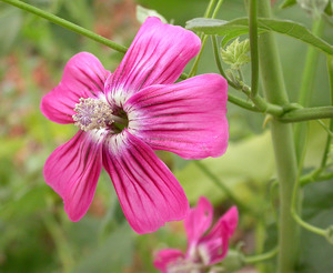 Plants: Island mallow – Malva assurgentiflora