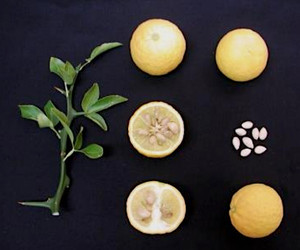Seeds: Zao Yang trifoliate – Citrus trifoliata