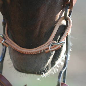 Western Bits: Martin Saddlery Harness Curb Strap 1/2-inch Thick
